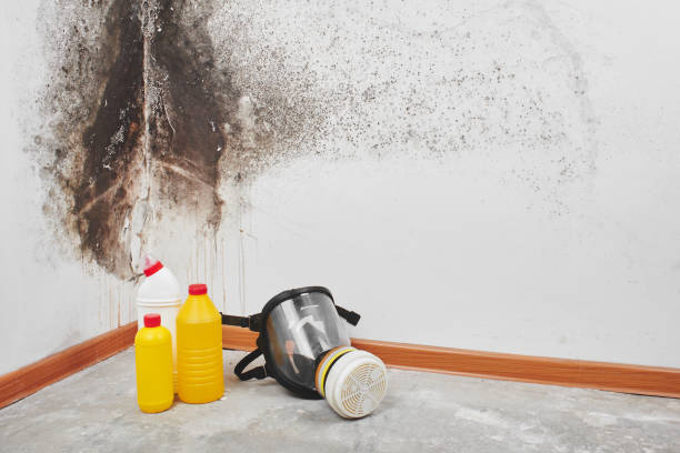 Best Commercial Mold Remediation in East Orange, NJ