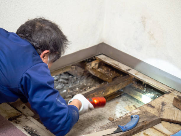 Best Preventive Mold Services in East Orange, NJ