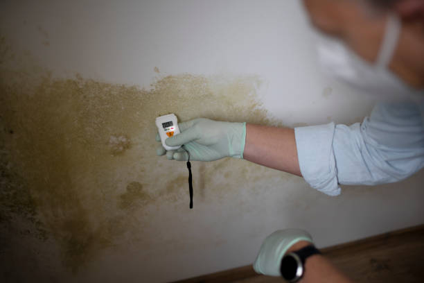 Best White Mold Remediation in East Orange, NJ