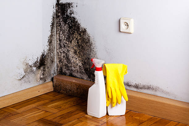 East Orange, NJ Mold Remediation Company