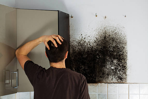 Best Kitchen Mold Remediation in East Orange, NJ