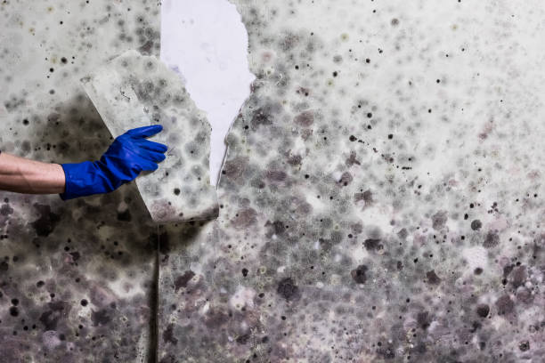 Best Post-Flood Mold Remediation in East Orange, NJ