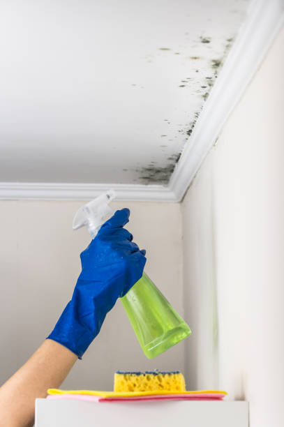 Best Residential Mold Remediation in East Orange, NJ
